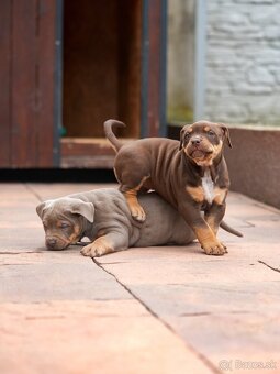 American Bully XL/XXL - 11