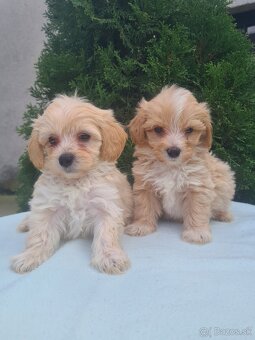 Maltipoo - 11