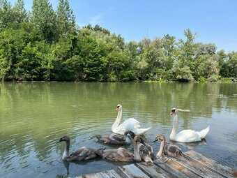 Pozemok s chatou a mólom priamo na brehu Malého Dunaja - 11
