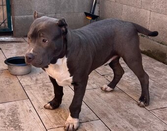 American Bully - 11