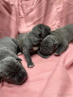 Cane Corso šteniatka - 11