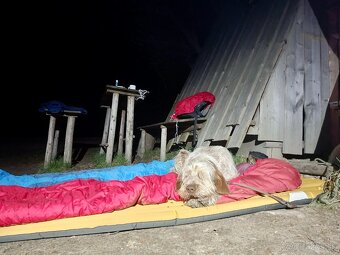 Taliansky spinone - 11