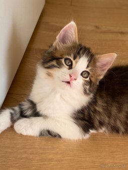 mačiatka Maine Coon/Nórska lesná + veľký domáci kocúr - 11
