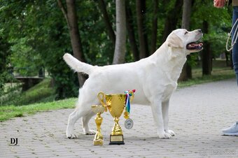 Labrador s rodokmeňom pôvodu - 11