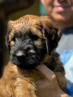 Briard s PP - 11