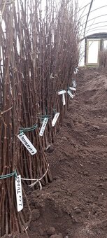Paulownia Shan Tong  Agát sadenice - 11