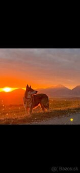 Saarloosov vlčiak - 11