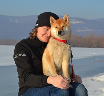 Shiba   s PP / FCI / - 11
