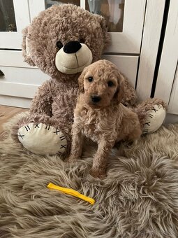 Goldendoodle F2 - 11