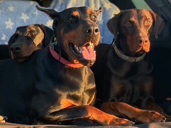 Doberman chovný pes - na krytie - 11