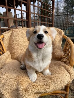 corgi - 11