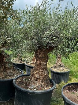 Predám Olivy Bonsai - 11