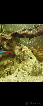 Predám panoramatické akvárium 200l, komplet alebo zvlášť - 11