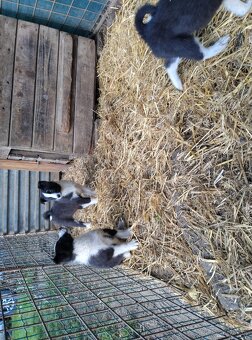 Šteňatá Karelsky Medvedí pes - 11