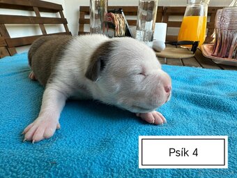 Šteniatka Americký stafordšírský teriér, staford, staffy - 11