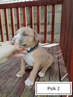 Šteniatka Americký stafordšírský teriér, staford, staffy - 11