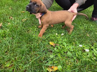 Šteniatka Tatranský durič - 11