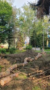 Rizikový výrub a orez stromov, kosenie a údržba pozemkov - 11