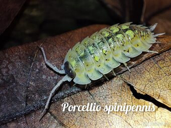 ❤️Exotické isopody - 11