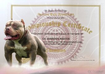 American bully - 11