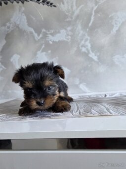 Yorkshirsky terier - 11