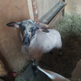 Predam 1 rocnu ovcu s jahnickou - 11