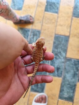Agamky bradate - 11