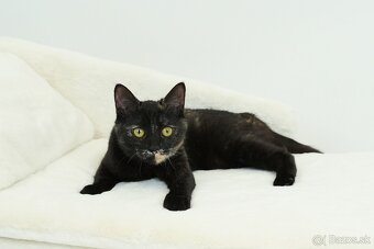 Malá mačička AGÁTKA hľadá domov - 11