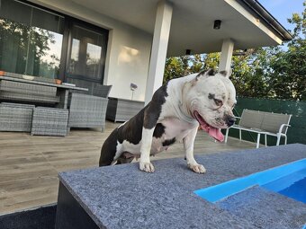 Šteniatká Amerického staffordshire teriéra - Blue - 11