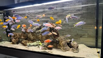 Africke cichlidy - 11