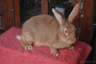 Predam Burgundsky - 11