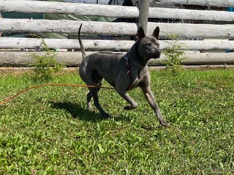 Predám Thai Ridgeback Dog, chovného psa FCI - 11