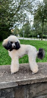 Pudel  toy/trpaslici - 11