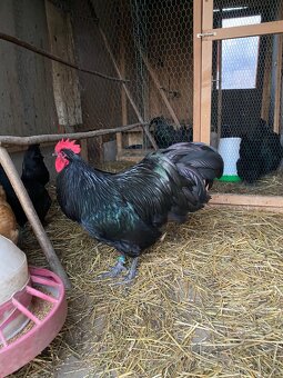 Australorpka čierna - 11