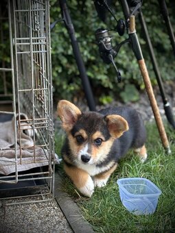 Welsh Corgi Pembroke - 11