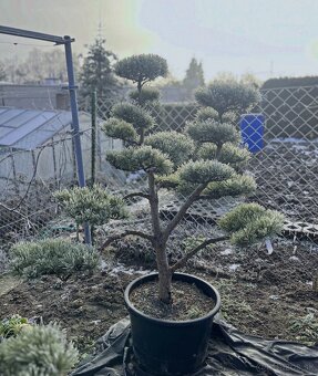 Záhrady v Japonskom štýle - 11