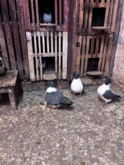 Holuby na predaj - 11