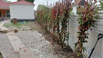 Tuja Smaragd, vavrínovec, červienka - Martin - 11