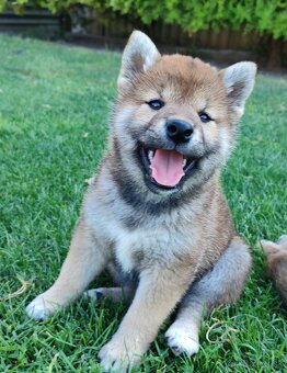 Shiba inu psýky s PP - 11