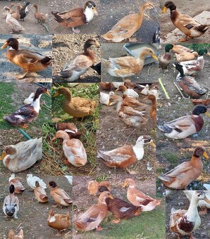 husi a kacice mlade farebne rozne - 11