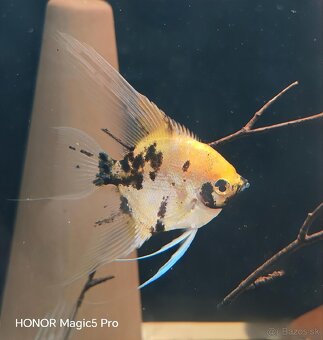 Americké cichlidy - 11