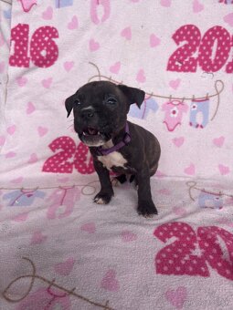 Americký stafordsirsky terier, Stafford, amstaf - 11