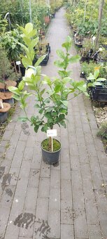 citrusy a palmy - 11