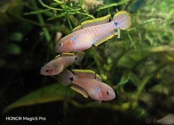 Akvariové ryby (raritky) k odberu - 11