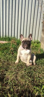 Francúzsky buldoček s PP - 11