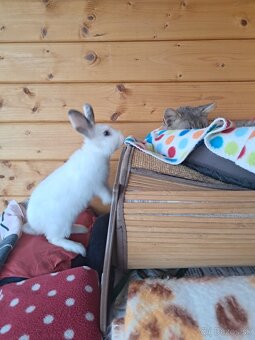 Zakrslý zajko + klietka - 11