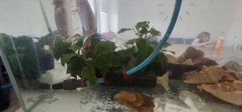 Ponukam axolota mexickeho - 11