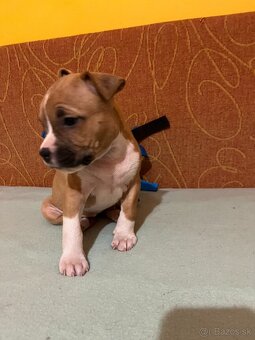 Americky Stafordšírský Terier šteniatka - 11