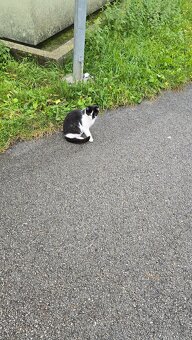 Darujem mačičky - 11