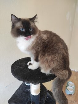 Ragdoll mačka - 11